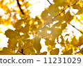 Autumn leaves 11231029