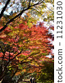 Autumn leaves 11231030