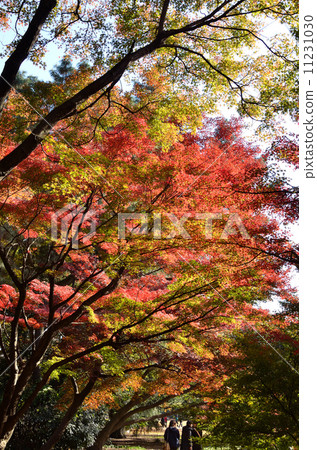 Autumn leaves 11231030