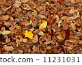 Fallen leaves  11231031