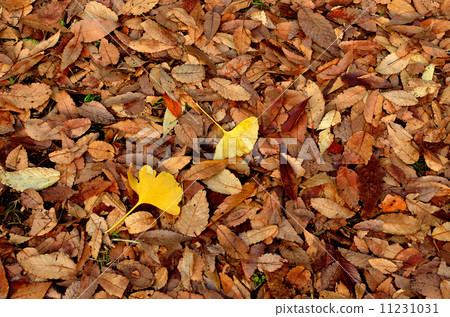 Fallen leaves  11231031