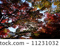 Autumn leaves 11231032