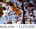Dead leaves 11231082