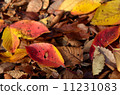 Fallen leaves  11231083