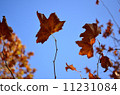Dead leaves 11231084