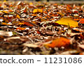 Fallen leaves 11231086