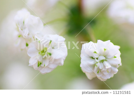 Close-up of Shiina miyana 11231581