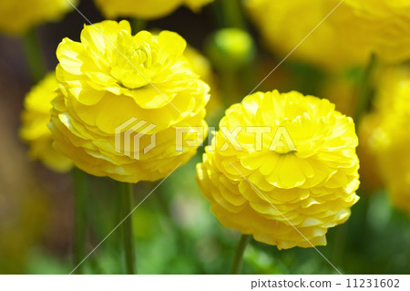 毛茛花 毛茛花 11231602