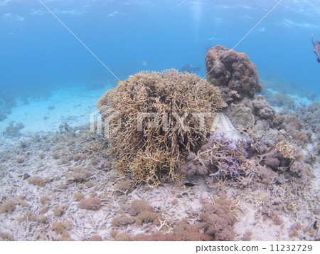 Colorful coral reefs 11232729