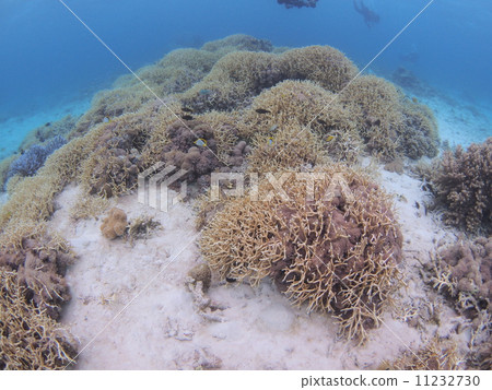 Colorful coral reefs Colorful coral reefs 11232730
