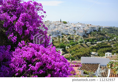 Bougainvillea Frigiliana [Spain] 11232937