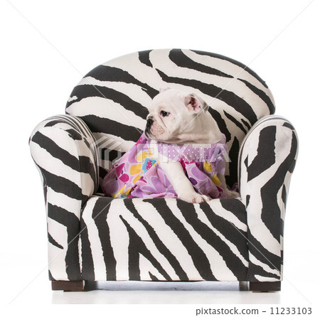 cute puppy cute puppy 11233103