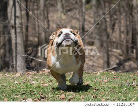 english bulldog running 11233104