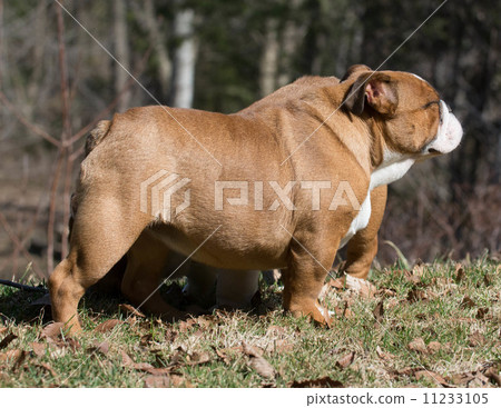 english bulldog 11233105