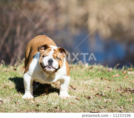 english bulldog outside 11233106