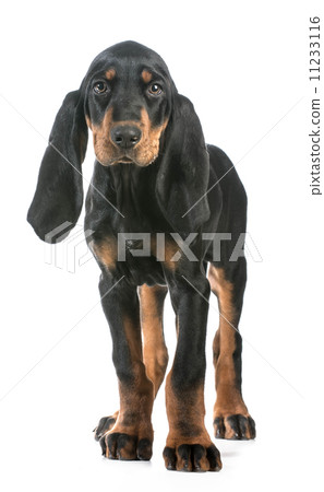 cute puppy cute puppy 11233116