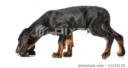 dog smelling dog treate dog smelling dog treate 11233118
