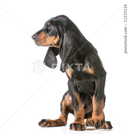 cute puppy cute puppy 11233119