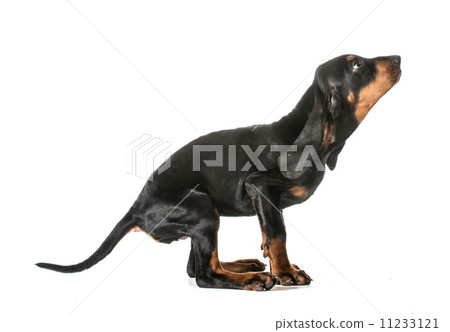jumping puppy jumping puppy 11233121