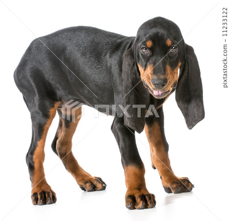 black and tan coonhound black and tan coonhound 11233122