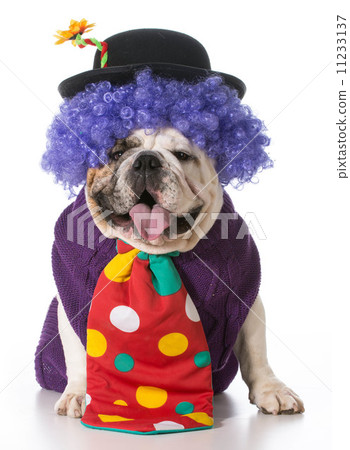 silly dog silly dog 11233137
