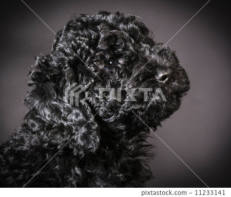 cute puppy portrait 11233141