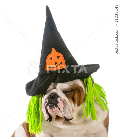 dog witch dog witch 11233145