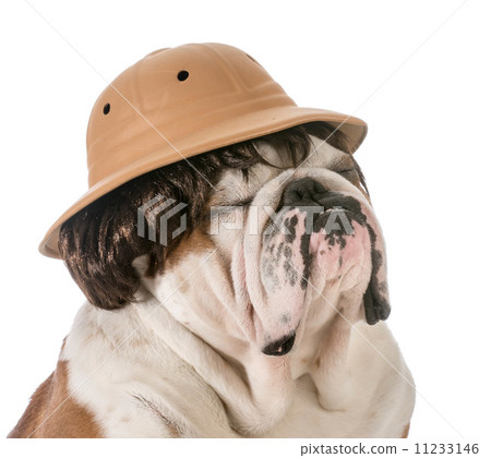 dog on safari dog on safari 11233146