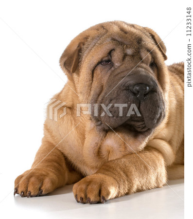 chinese shar pei puppy 11233148
