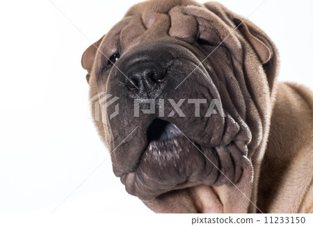 chinese shar pei portrait 11233150