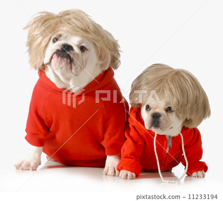 cute dogs cute dogs 11233194