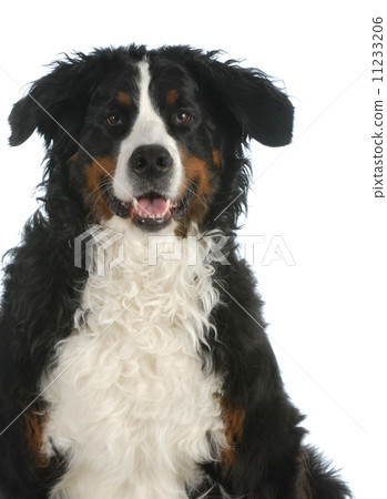 bernese mountain dog 11233206