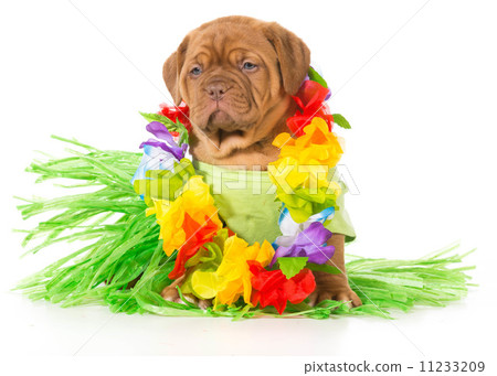 hula dog hula dog 11233209