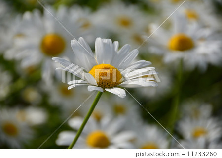 Just daisy 11233260