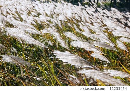 Twilight Susuki: thin 11233454