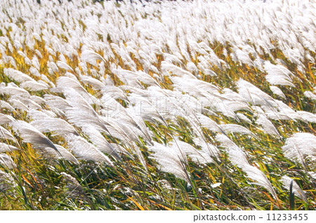 Twilight Susuki:很瘦 Twilight Susuki:很瘦 11233455