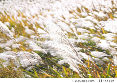 Twilight Susuki: thin Twilight Susuki: thin 11233456