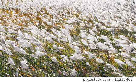 16：9黃昏的蘇蘇：瘦 11233463