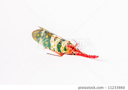 Lantern Fly isolated on white background Lantern Fly isolated on white background 11233660