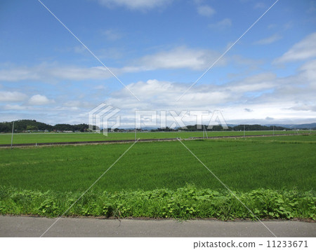 Rice field and blue sky 2 11233671