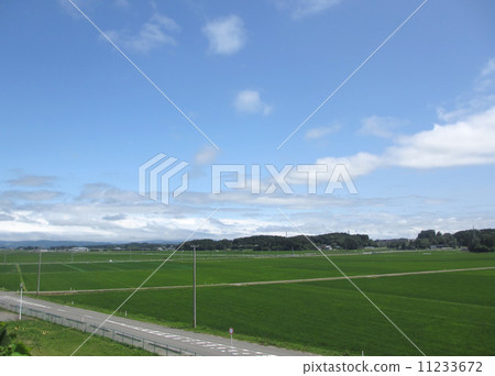 Rice field and blue sky Rice field and blue sky 11233672