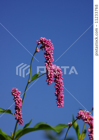 My name is Ohashitate Otoketade. It is a grass with a tall height. 11233768