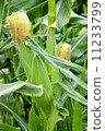 Corn 11233799