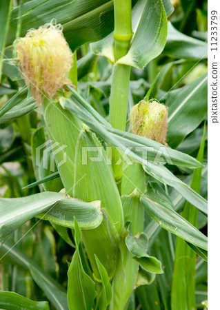 Corn 11233799