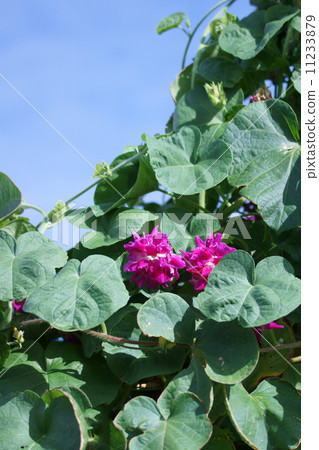 It is a morning glory of Western morning glory double-blossom. 11233879