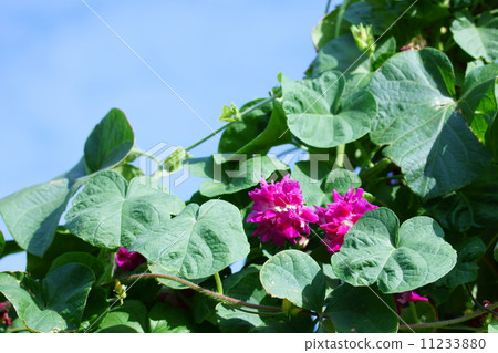It is a morning glory of Western morning glory double-blossom. It is a morning glory of Western morning glory double-blossom. 11233880