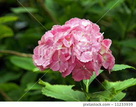 Hydrangea from Yada Temple Hydrangea from Yada Temple 11233939