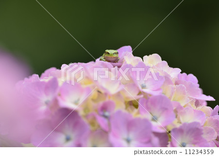 Hydrangea and frog 11234359