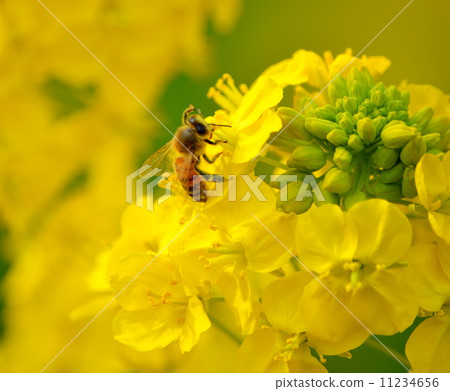 Rape blossoms and bees Rape blossoms and bees 11234656