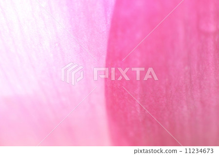 蓮花 11234673